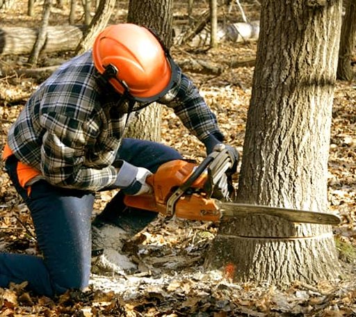 Tree Removal in Fountainville, PA